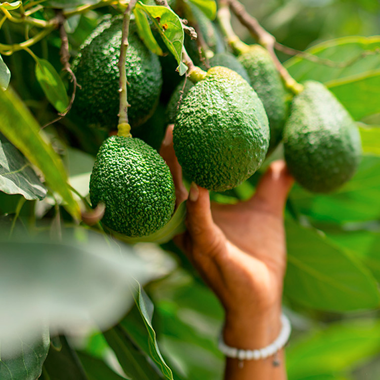 cueilli avocat mur à point - Halls producteur murisseur avocat
