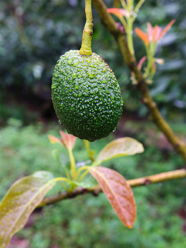 fermes d'avocat - halls