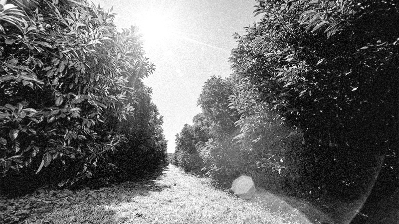 histoire halls - producteur avocat à Tzaneen