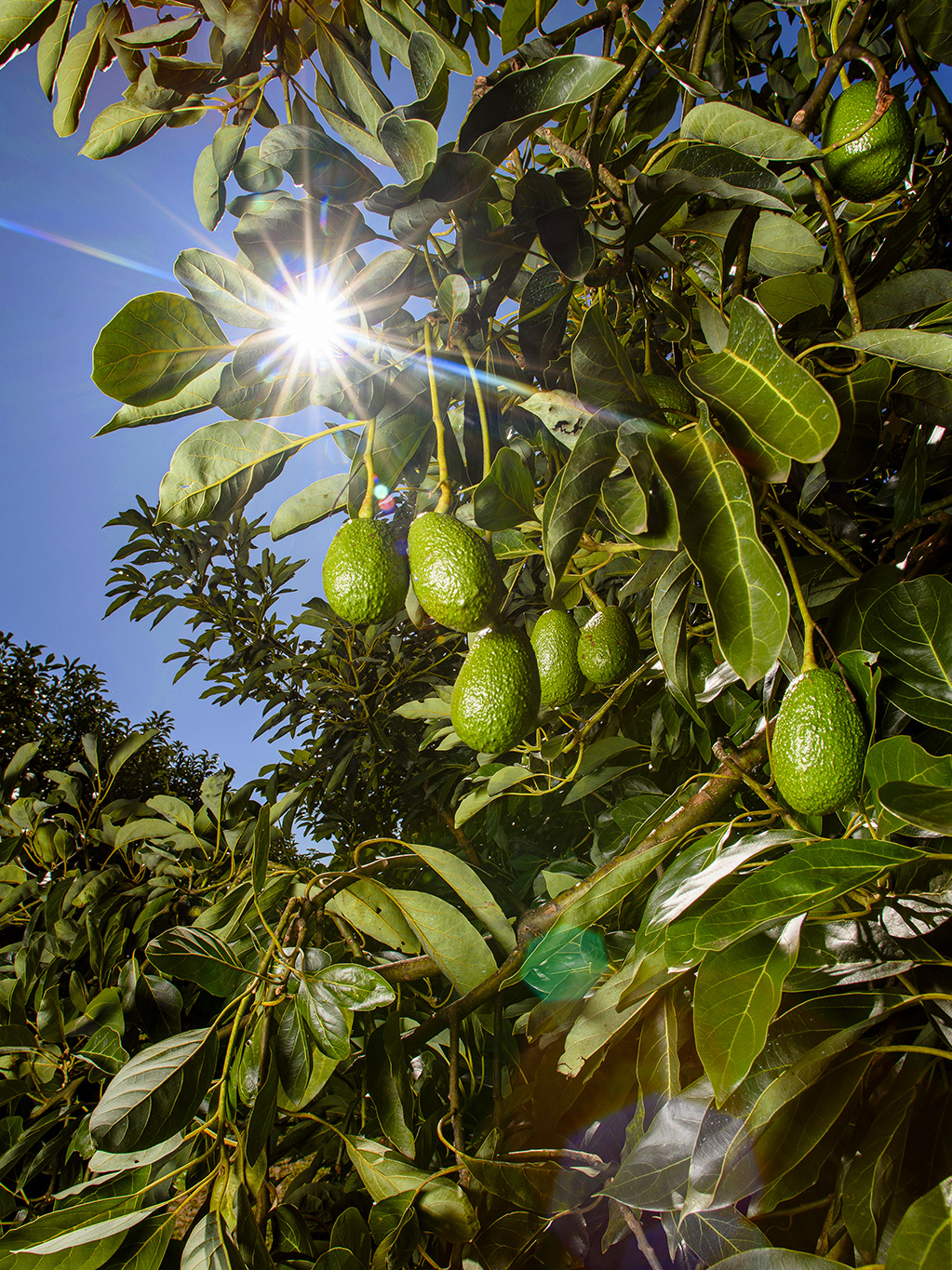 Producteur 
avocats & fruits exotiques bio