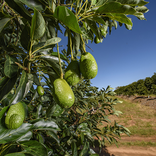 producteur avocats frais halls