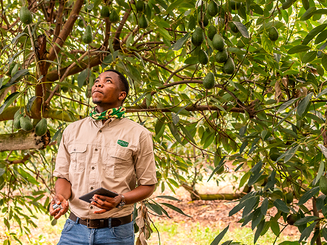 agriculteur avocat mur à point Halls