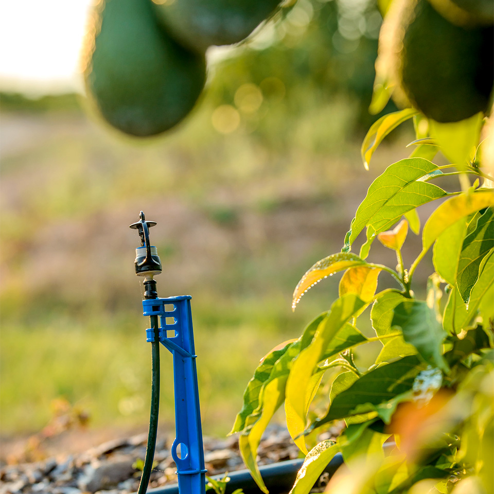 arrosage ecologique plantation avocat Halls Valeurs