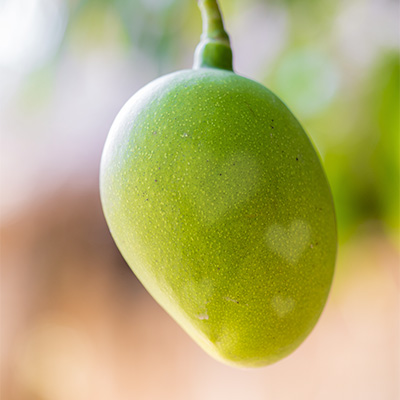 mangue remplie d'amour Halls