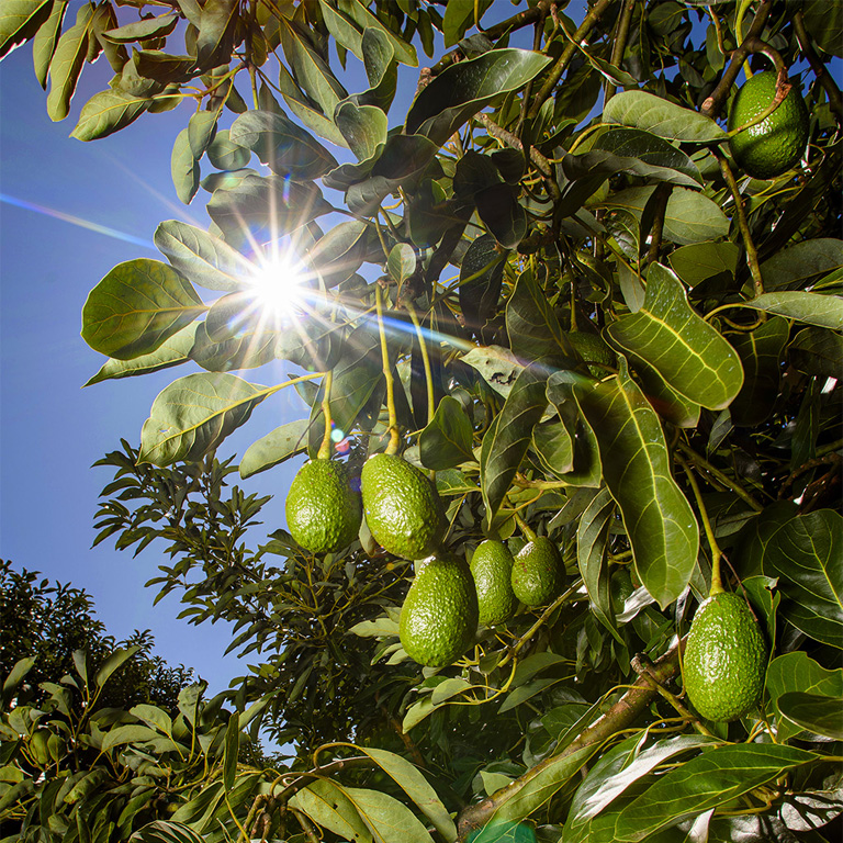 producteur avocat mur à point - Halls