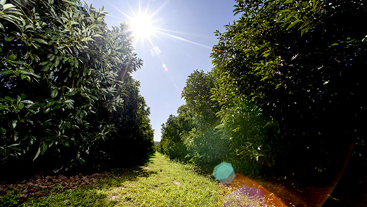 Développement Halls Distributeur Avocats - Production à Tzaneen