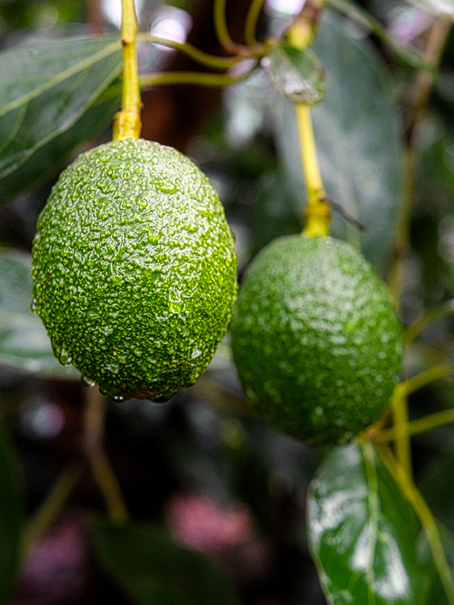 plantation avocat frais - Halls