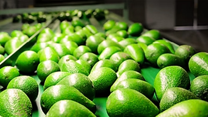 tapis roulant avocat frais - Halls à Makgoba